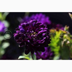 Callistephus chinensis 'Matsumoto Blue' - Sommerasters ( Pose min.75 fr)