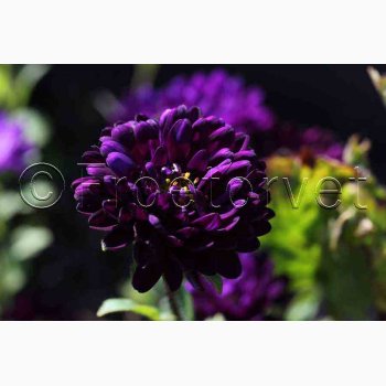 Callistephus chinensis 'Matsumoto Blue' - Sommerasters ( Pose min.75 fr)