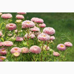 Sommeraster � Callistephus chinensis �Matsumoto Apricot� � Fr� (min. 75 stk.)