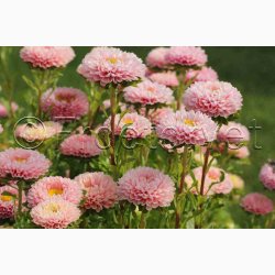 Sommeraster � Callistephus chinensis �Matsumoto Apricot� � Fr� (min. 75 stk.)