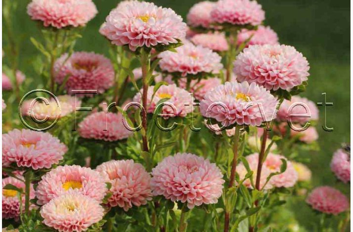 Sommeraster � Callistephus chinensis �Matsumoto Apricot� � Fr� (min. 75 stk.)