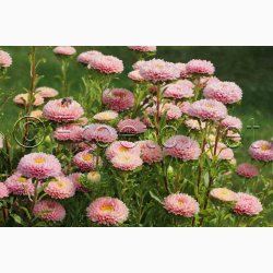 Sommeraster � Callistephus chinensis �Matsumoto Apricot� � Fr� (min. 75 stk.)