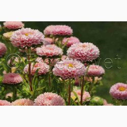 Sommeraster � Callistephus chinensis �Matsumoto Apricot� � Fr� (min. 75 stk.)