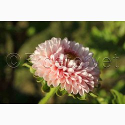 Sommeraster � Callistephus chinensis �Matsumoto Apricot� � Fr� (min. 75 stk.)