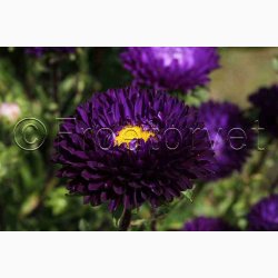 Sommeraster � Callistephus chinensis �Matsumoto Blue� � Fr� (pose min. 75 stk.)