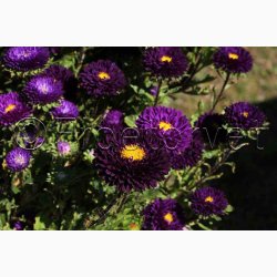 Sommeraster � Callistephus chinensis �Matsumoto Blue� � Fr� (pose min. 75 stk.)