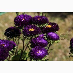 Sommeraster � Callistephus chinensis �Matsumoto Blue� � Fr� (pose min. 75 stk.)