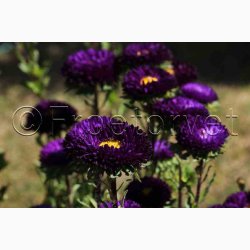 Sommeraster � Callistephus chinensis �Matsumoto Blue� � Fr� (pose min. 75 stk.)