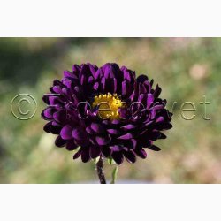 Callistephus chinensis 'Matsumoto Blue' - Sommerasters ( Pose min.75 fr)