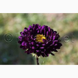 Callistephus chinensis 'Matsumoto Blue' - Sommerasters ( Pose min.75 fr)
