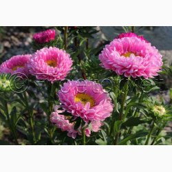 Callistephus chinensis Matsumoto Pink - Sommerasters ( Pose min. 75 fr)