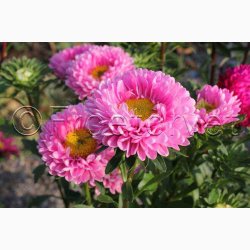 Callistephus chinensis Matsumoto Pink - Sommerasters ( Pose min. 75 fr)