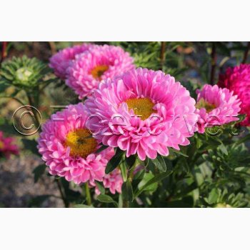 Callistephus chinensis Matsumoto Pink - Sommerasters ( Pose min. 75 fr)