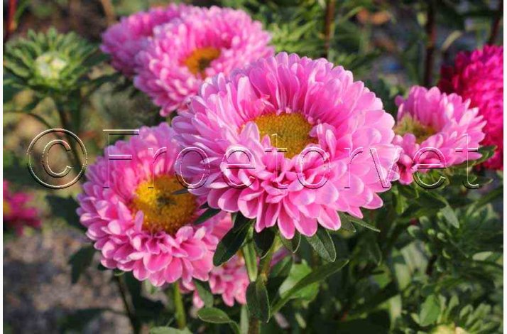 Callistephus chinensis Matsumoto Pink - Sommerasters ( Pose min. 75 fr)