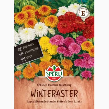 Chrysanthemum Indicum SPERLIs Miks - Krysantemum - Vinterasters