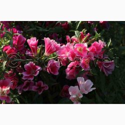Clarkia amoena Atlaskblomst - Sommer Azalea Godetia Mix