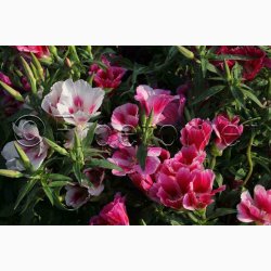 Clarkia amoena Atlaskblomst - Sommer Azalea Godetia Mix