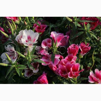 Clarkia amoena Atlaskblomst - Sommer Azalea Godetia Mix
