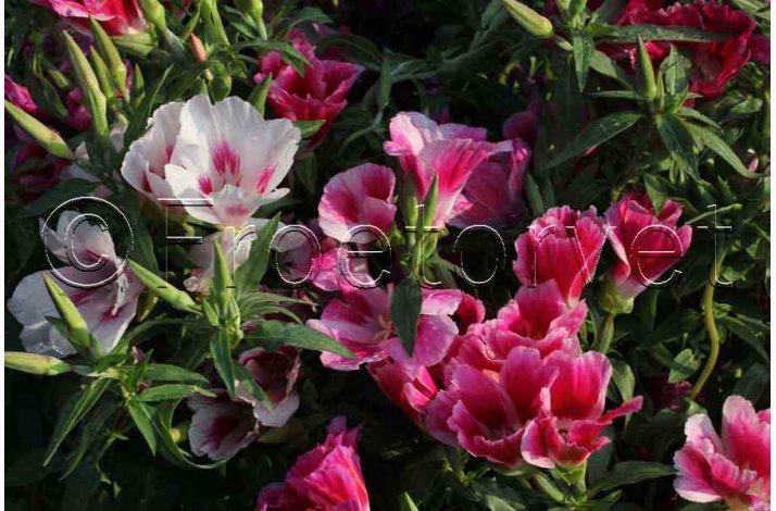 Clarkia amoena Atlaskblomst - Sommer Azalea Godetia Mix