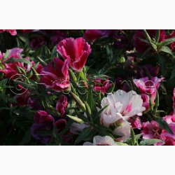 Clarkia amoena Atlaskblomst - Sommer Azalea Godetia Mix