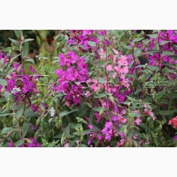 Clarkia unguicula Mlleblomst - Mandelrschen (Mandelbuketter) Clarkia