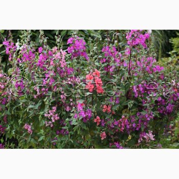 Clarkia unguicula Mlleblomst - Mandelrschen (Mandelbuketter) Clarkia