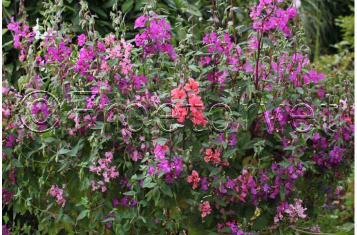 Clarkia unguicula Mlleblomst - Mandelrschen (Mandelbuketter) Clarkia