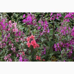 Clarkia unguicula Mlleblomst - Mandelrschen (Mandelbuketter) Clarkia