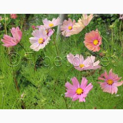 Blomsterfr, Cosmos bipinnatus Apricotta - Stolt Kavaler (ca. 50 fr)