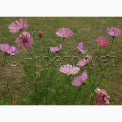Blomsterfr, Cosmos bipinnatus Apricotta - Stolt Kavaler (ca. 50 fr)