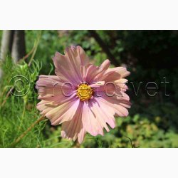 Blomsterfr, Cosmos bipinnatus Apricotta - Stolt Kavaler (ca. 50 fr)