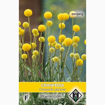 Trommestik � Craspedia globosa � Fr� (ca. 75 stk)