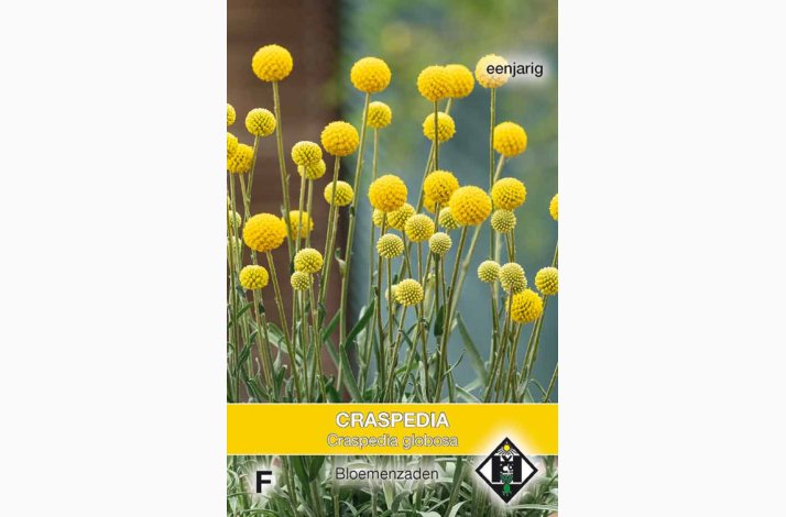 Trommestik � Craspedia globosa � Fr� (ca. 75 stk)