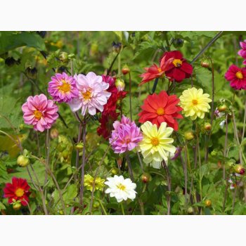 Dahlia Variabilis Unwin miks - Georgine (50 fr + 25 overpacked)