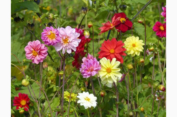 Dahlia Variabilis Unwin miks - Georgine (50 fr)