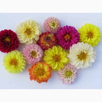 Dahlia variabilis Pompon Tall Mixed   Georginer (30 fr)