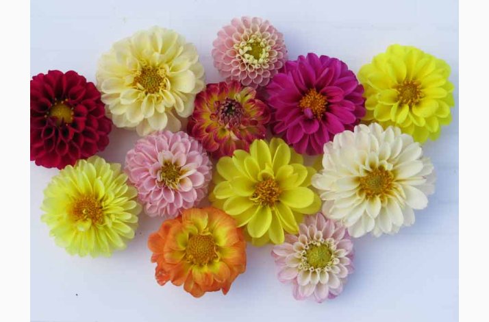 Dahlia variabilis Pompon Tall Mixed   Georginer (30 fr)