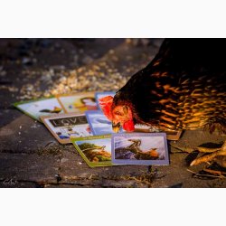 Orakelkort p dansk F Svar Fra Dit Dyr - af Mathilde Denning