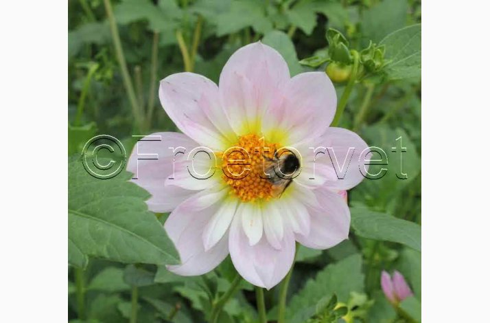 Dahlia Teesbrooke Audrey - Halskrave Dahlia - Dahlia anemone/Halskrave