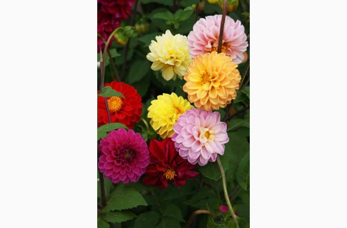 Blomsterfr Dahlia variabilis Pompon Miks- Georginer (40 fr)