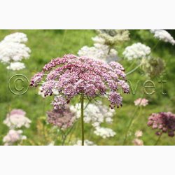 Blomsterfr Daucus carota Purple Kisses - Gulerodsblomst (Min. 75 fr)
