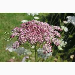 Blomsterfr Daucus carota Purple Kisses - Gulerodsblomst (Min. 75 fr)