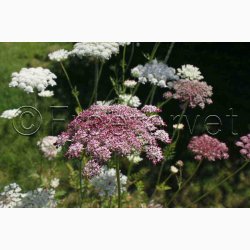 Blomsterfr Daucus carota Purple Kisses - Gulerodsblomst (Min. 75 fr)