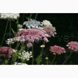 Blomsterfr Daucus carota Purple Kisses - Gulerodsblomst (Min. 75 fr)