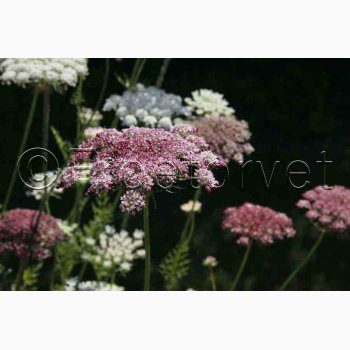 Blomsterfr Daucus carota Purple Kisses - Gulerodsblomst (Min. 75 fr)