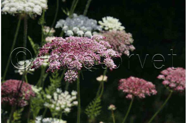 Blomsterfr Daucus carota Purple Kisses - Gulerodsblomst (Min. 75 fr)