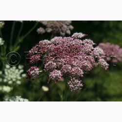 Blomsterfr Daucus carota Purple Kisses - Gulerodsblomst (Min. 75 fr)