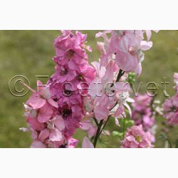 Delphinium consolida 'Light Pink'  Sommer-Ridderspore (pose min 75 fr)