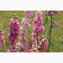 Delphinium consolida 'Light Pink'  Sommer-Ridderspore (pose min 75 fr)