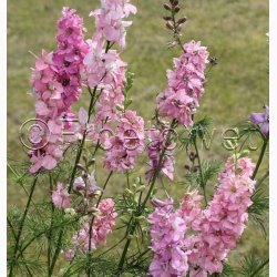 Sommer-Ridderspore � Delphinium consolida �Light Pink� � Fr� (min. 75 stk.)
